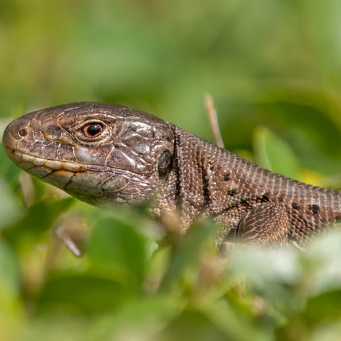 Levendbarende hagedis