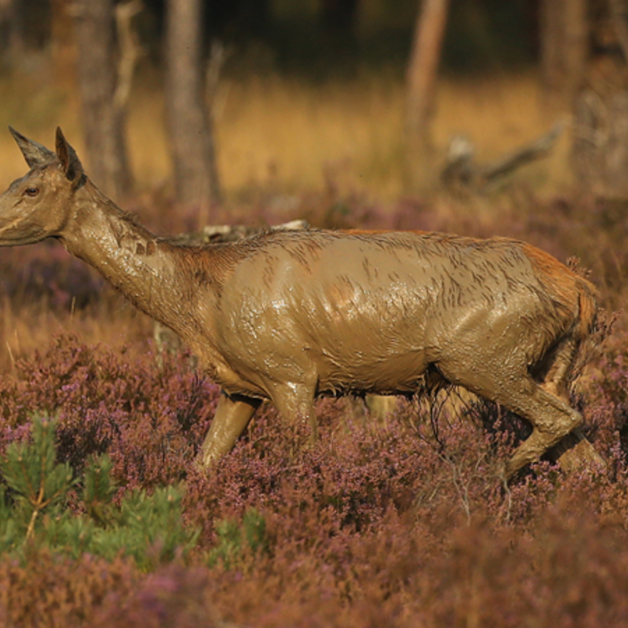 Hinde na een modderbad