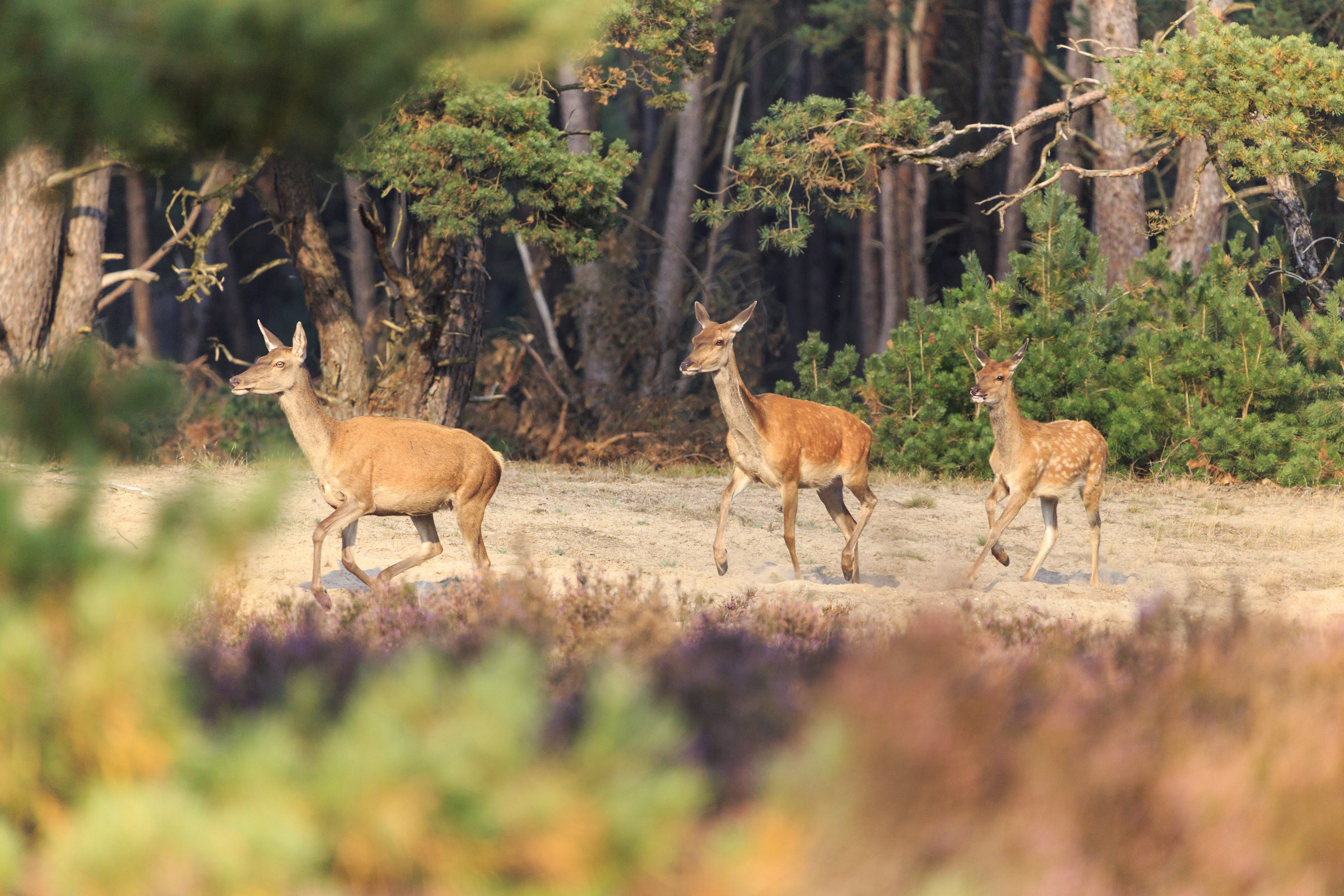 wildobservatie-de-hoge-veluwe-edelhert_jurjen_drenth.jpg