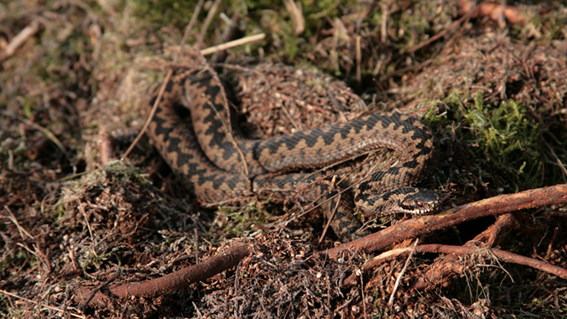 Adder