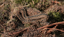 Adder