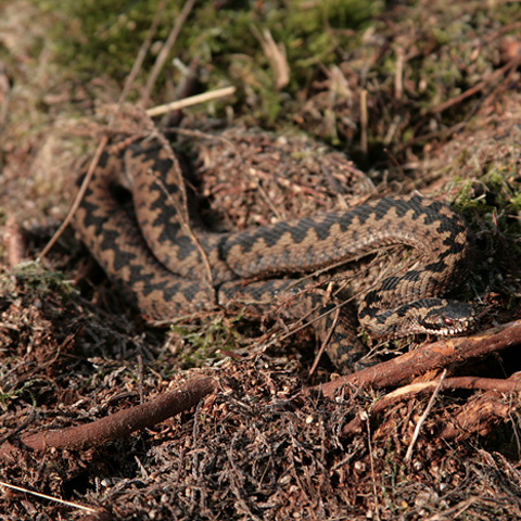 Adder