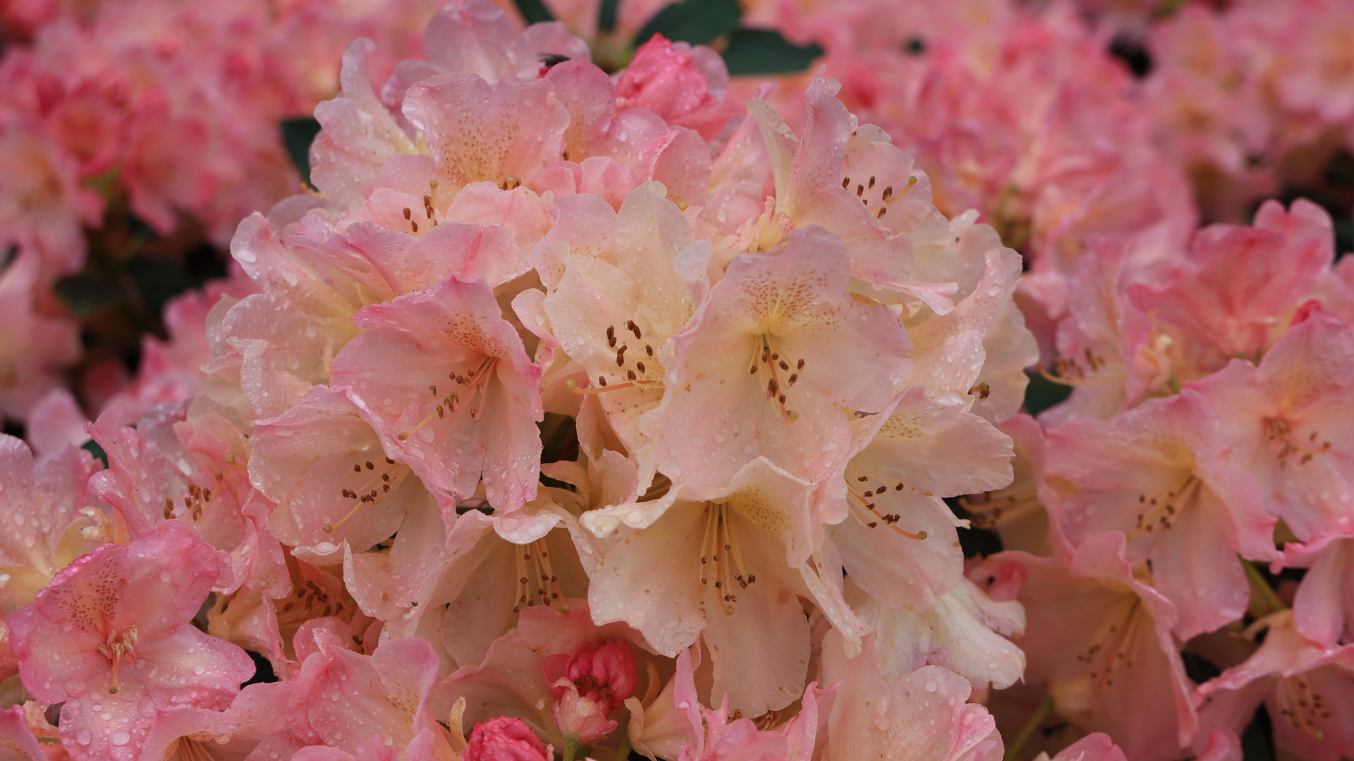 De rododendrons afgelopen mei