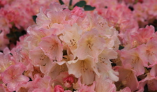 De rododendrons afgelopen mei