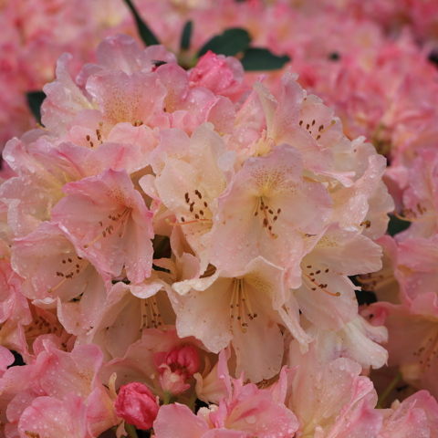 De rododendrons afgelopen mei