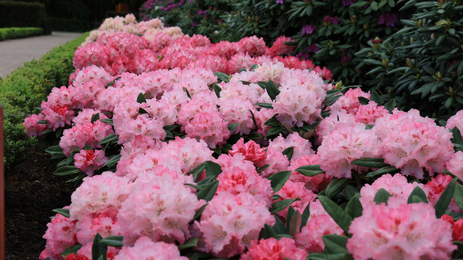 De rododendrons stonden afgelopen mei in bloei