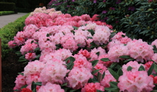 De rododendrons stonden afgelopen mei in bloei