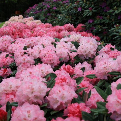 De rododendrons stonden afgelopen mei in bloei